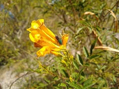 Augochlora azteca