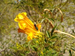 Augochlora azteca
