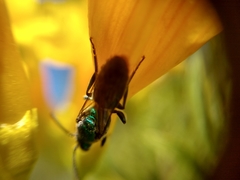 Augochlora azteca