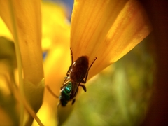 Augochlora azteca