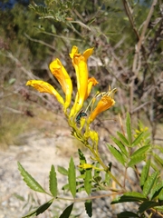 Augochlora azteca