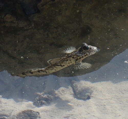 Barred mudskipper (Periophthalmus argentilineatus) — Gobiidae — 4