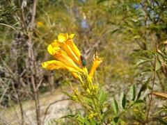 Augochlora azteca