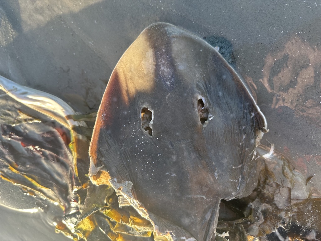 Bluntnose Guitarfish