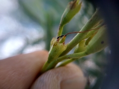 Monomorium