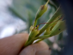 Monomorium