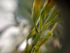 Monomorium