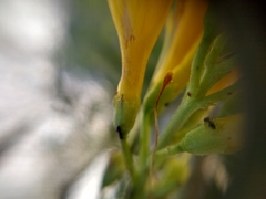 Monomorium