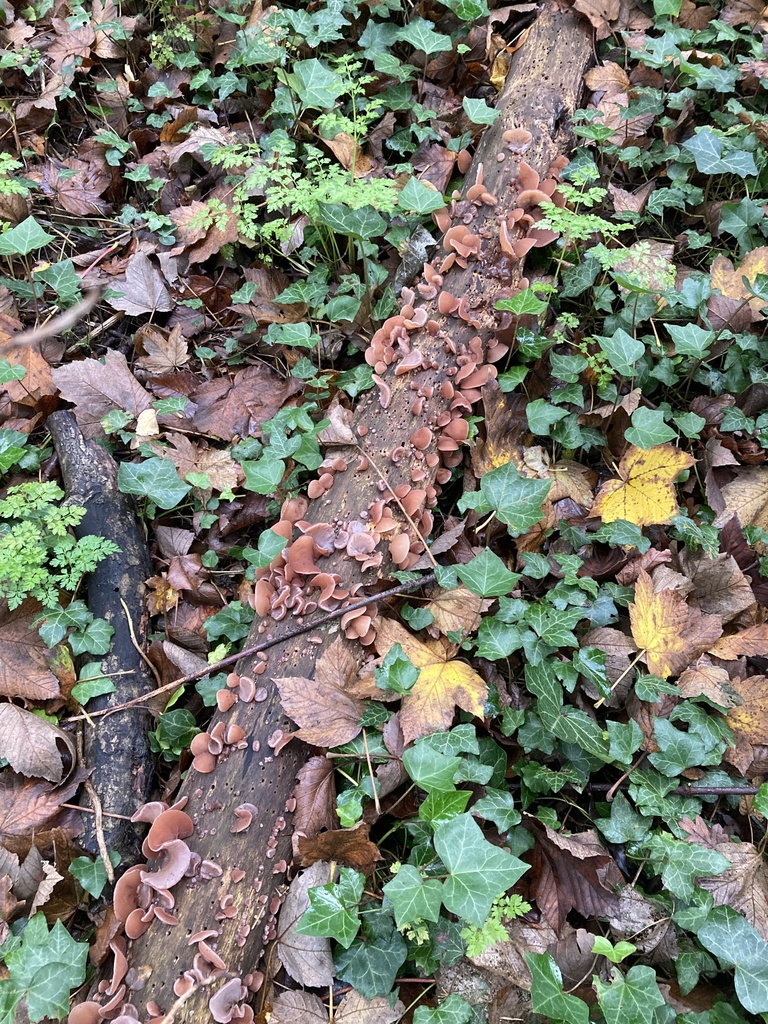 Auricularia auricula-judae · November 2025 · photo: © wildhamandpetersham (iNaturalist, cc-by)