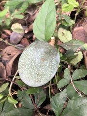 Ficus pumila awkeotsang