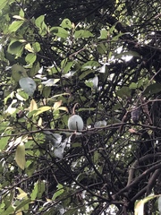 Ficus pumila awkeotsang
