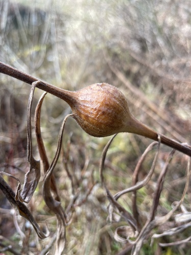 Unknown species found near Adams Rd, Pittsford, VT, US