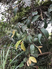 Ficus pumila awkeotsang