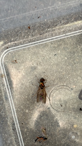 Unknown species found near University Rd, Charlotte, NC, US