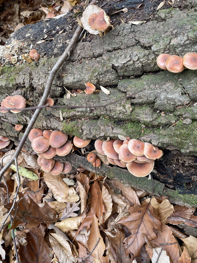 Hypholoma lateritium · November 2025 · photo: © irabike (iNaturalist, cc0)