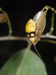 Monolepta oculata