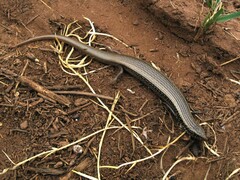 Mountain Skink photo 4