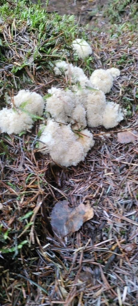 Ptychogaster albus · November 2025 · photo: © ksaro1 (iNaturalist, cc-by)