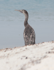 Phalacrocorax nigrogularis