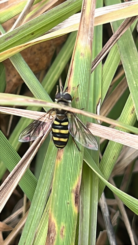 Unknown species found near Maple Ave, Katonah, NY, US
