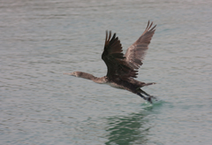 Phalacrocorax nigrogularis