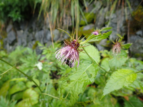 Cirsium norikurense iNat (2)