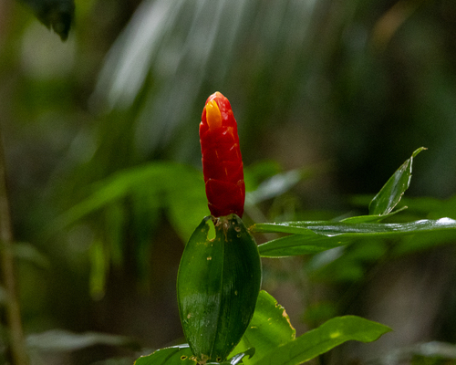Costus scaber, photograph 4