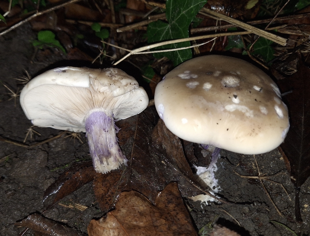Collybia personata · November 2025 · photo: © yellowplant (iNaturalist, cc-by)