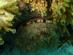 Haliotis rubra rubra