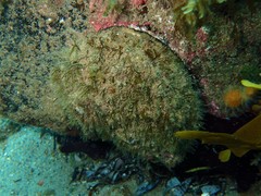 Haliotis rubra rubra