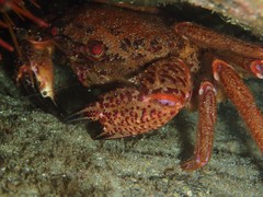 Nectocarcinus