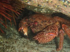Nectocarcinus