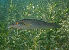 Blue Weed-Whiting photo 2