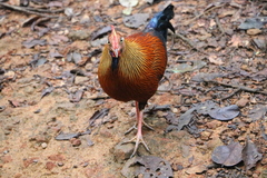 Gallus lafayettii