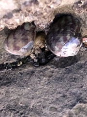 Steromphala umbilicalis