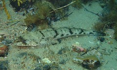 Grassy Flathead photo 5