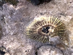 Siphonaria pectinata