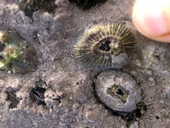 Siphonaria pectinata