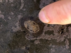 Siphonaria pectinata