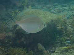 Parequula melbournensis