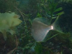 Parequula melbournensis