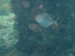 Parequula melbournensis