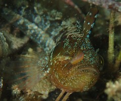 Heteroclinus adelaidae