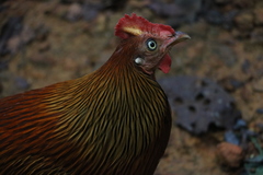 Gallus lafayettii