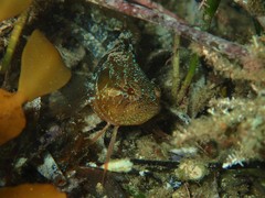 Heteroclinus adelaidae