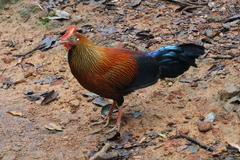 Gallus lafayettii