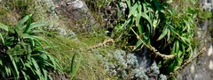 Albuca virens