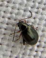 Aphthona