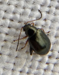 Aphthona