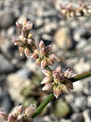 robust hoffmann's buckwheat (Eriogonum hoffmannii)